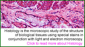Histopathology - Wikipedia