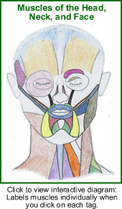 Interactive diagram of the muscles of the head, face and neck