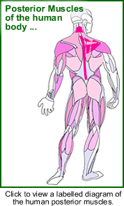 Diagram of the locations of human posterior muscles
