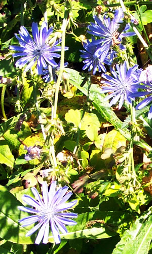 Chicory Flowers (Bach Flower Remedies)
