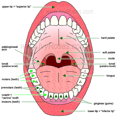 Digestion In The Mouth 58