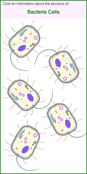 Bacteria Cells