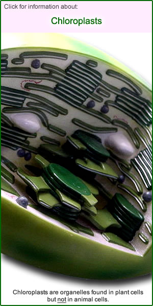 Chloroplasts