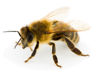 Bees are fascinating creatures from whom we can learn a lot.
