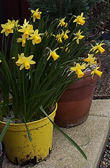 Daffodils may be solution to Alzheimers