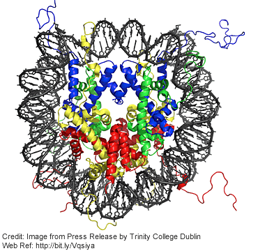 DNA around nucleosome