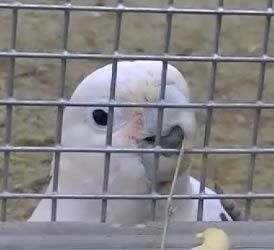 Goffin's cockatoo- Figaro