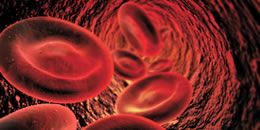 blood cells