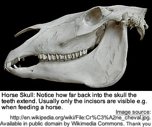 Horse Skull - Showing horse teeth