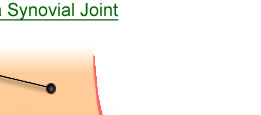 diagram of a simple synovial joint