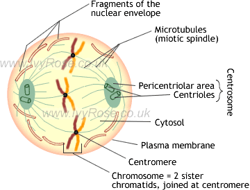Diagram showing microtubules in late prophase mitosis