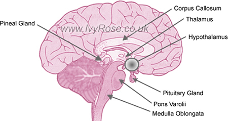 Pineal Gland (Endocrine Gland) diagram of thyroid surgery 