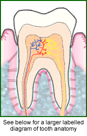 Tooth Anatomy