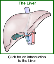 Click for more information about the liver