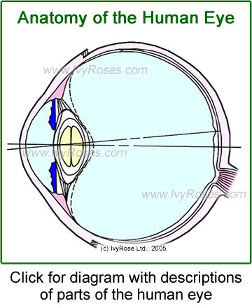 Lens Axis Chart