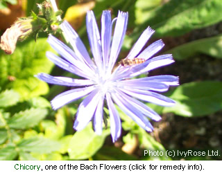 Chicory is one of the flowers used to make a Bach Flower Remedy