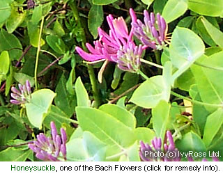 Honeysuckle is one of the flowers used to make a Bach Flower Remedy