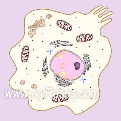 Animal Cell Structure - incl. histology, organelles, cell membrane